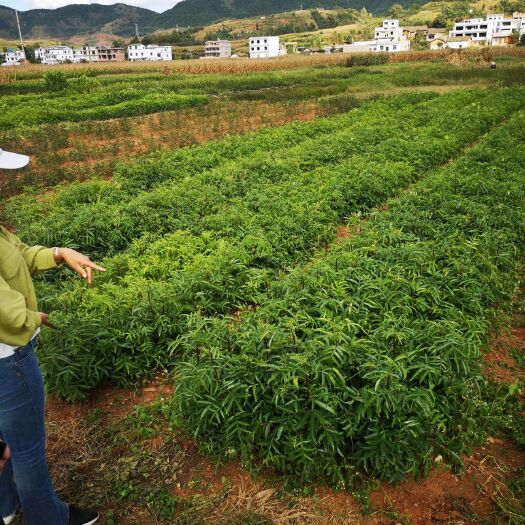 毕节 花椒苗，汉源貢椒苗