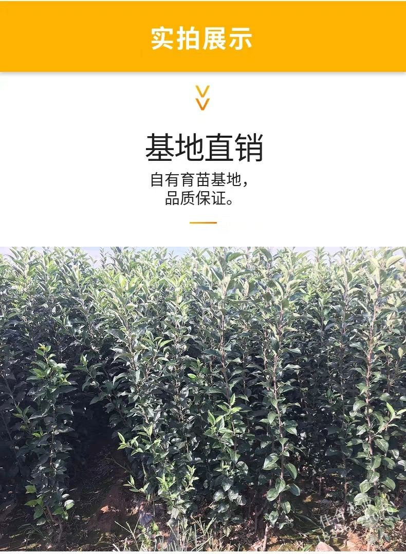  正宗嫁接红富士苹果树苗北方地栽苹果苗庭院果园建设包邮苹果树