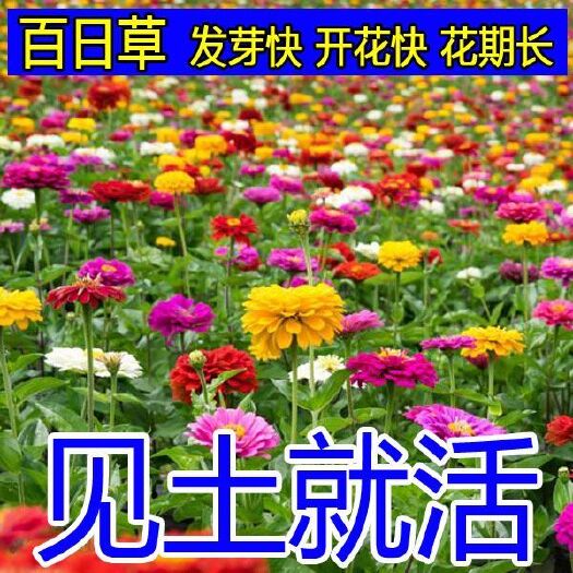 沭阳县 百日草种子花种籽子百日菊花籽适合秋冬天的花种子四季易活包邮