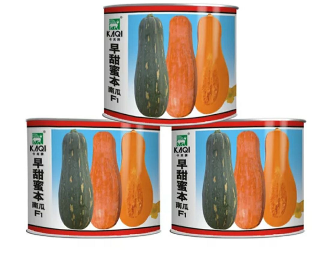沭阳县蜜本南瓜种子 早熟生长快速转红早瓜肉橙红肉厚且水分少面甜可囗