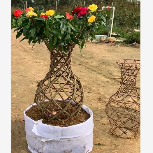 方城县 45公分牡丹花石榴室内苗木绿化花卉