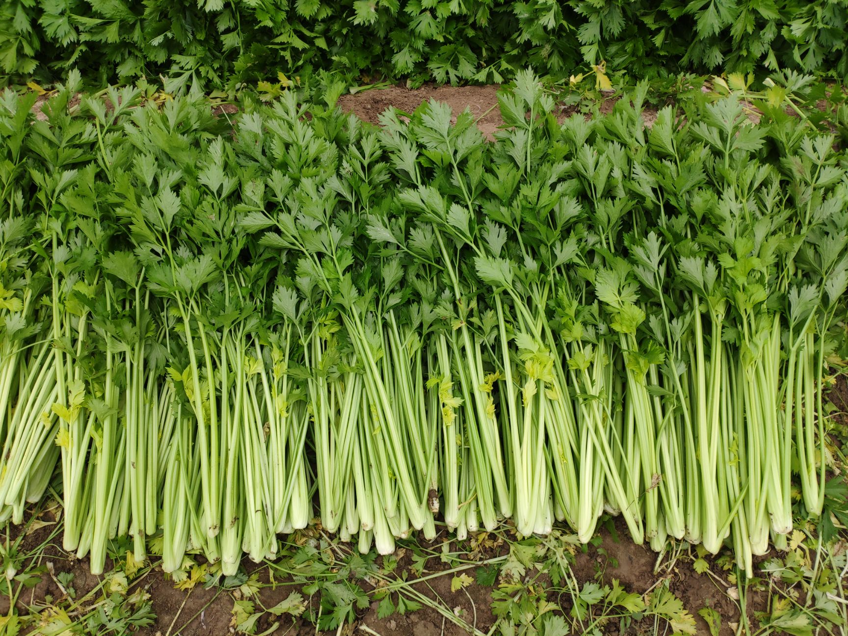 芹菜，西芹，大棚种植，60cm左右，大中小棵都有砀山产地