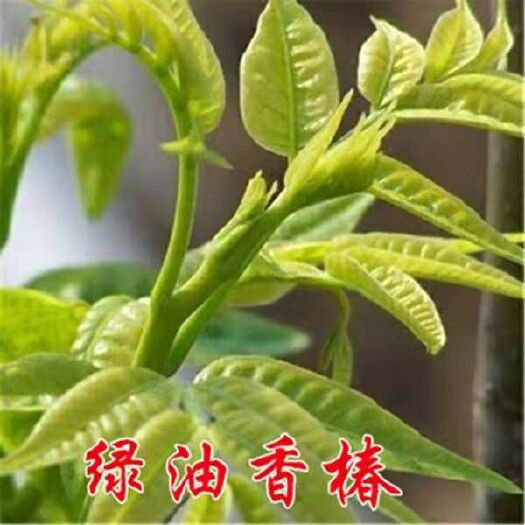 平邑县绿油香椿苗 红油香椿绿油香椿南方北方盆栽地栽