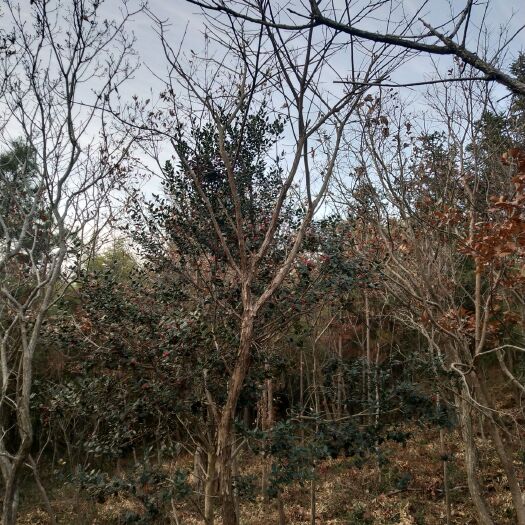 泗洪县黑胡椒