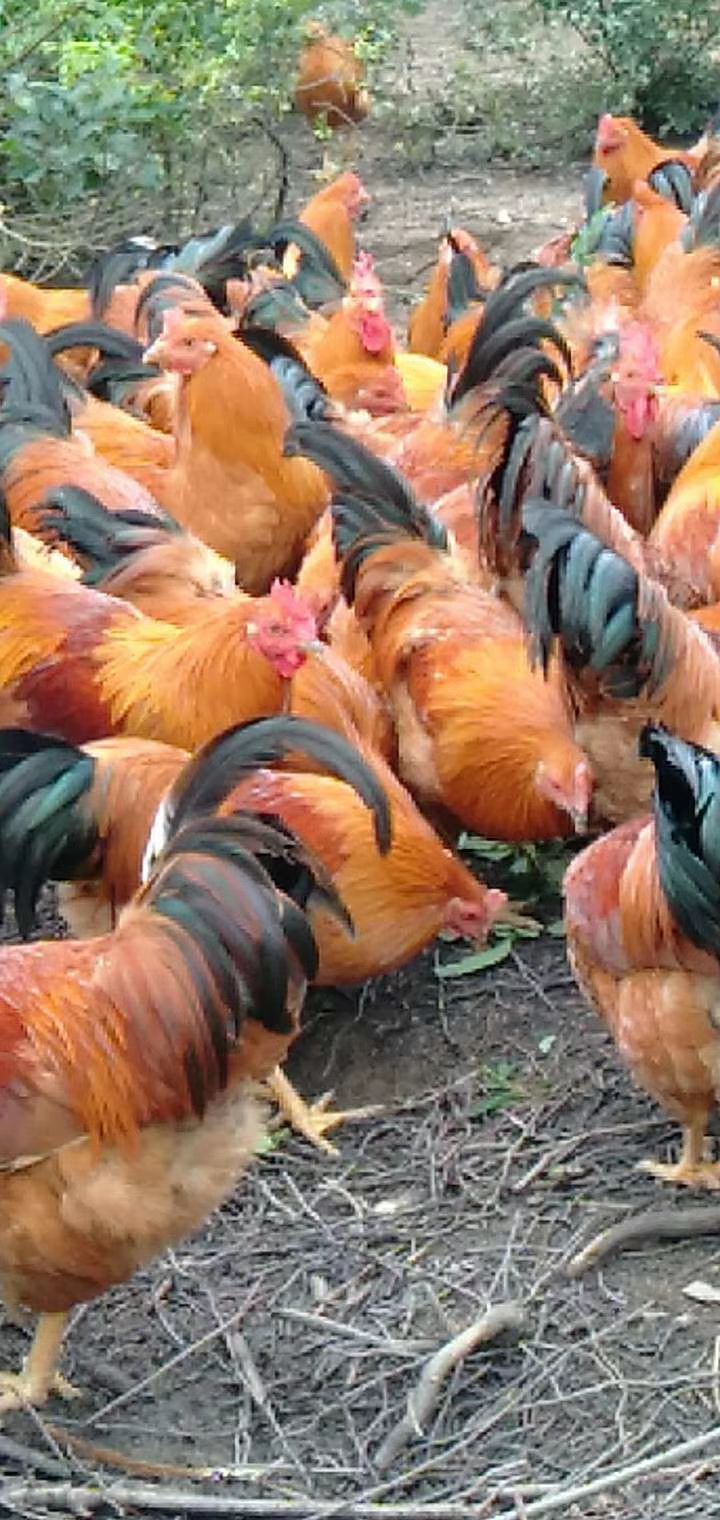  阉鸡！！长期岀售