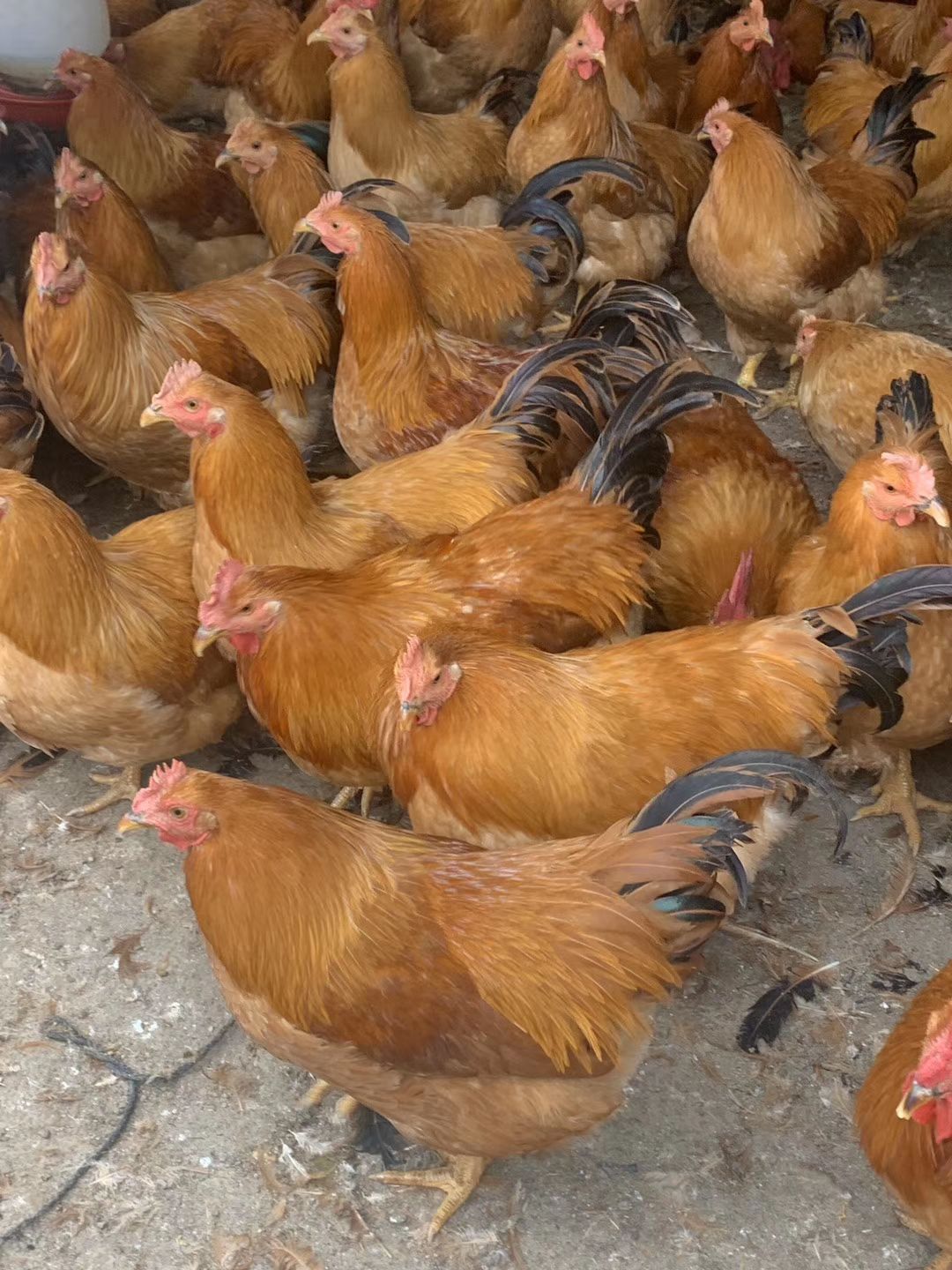  阉鸡！！长期岀售