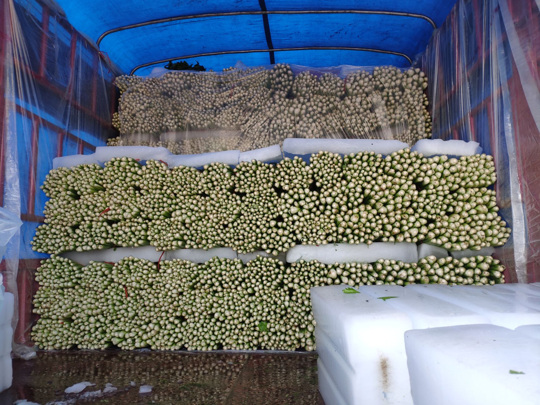 芹菜，西芹，大棚种植，60cm左右，大中小棵都有砀山产地