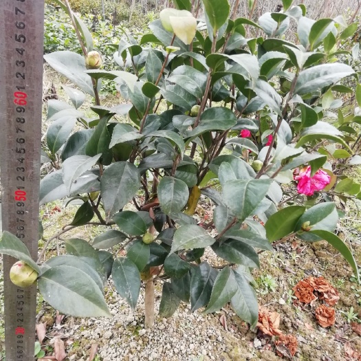  茶花，山茶花，杆径1~2公分，冠幅30~50厘米，基地直销