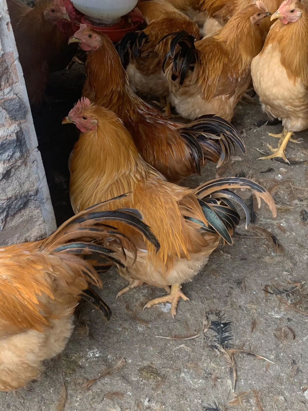  阉鸡！！长期岀售