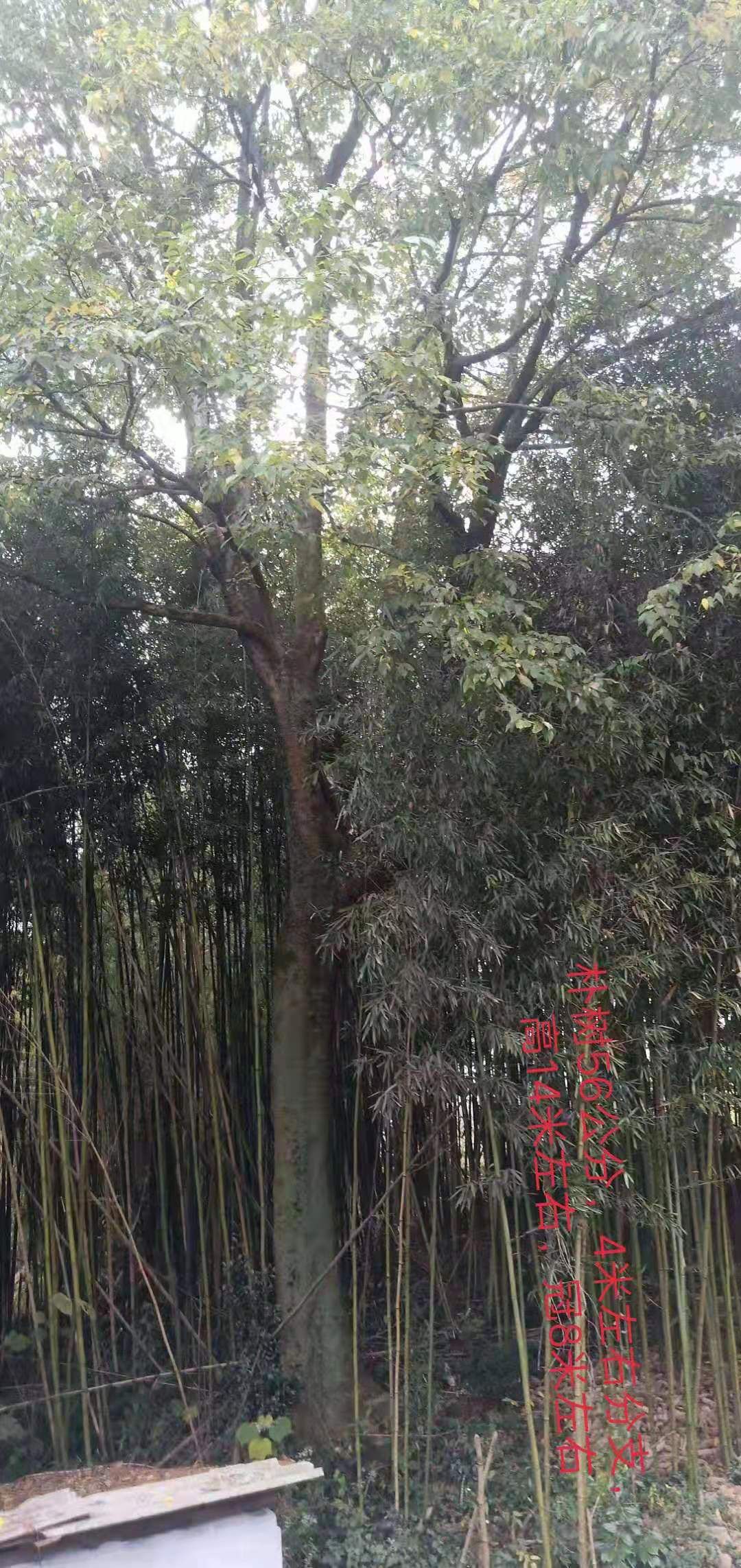  2米直径朴树王  各种规格精品朴树