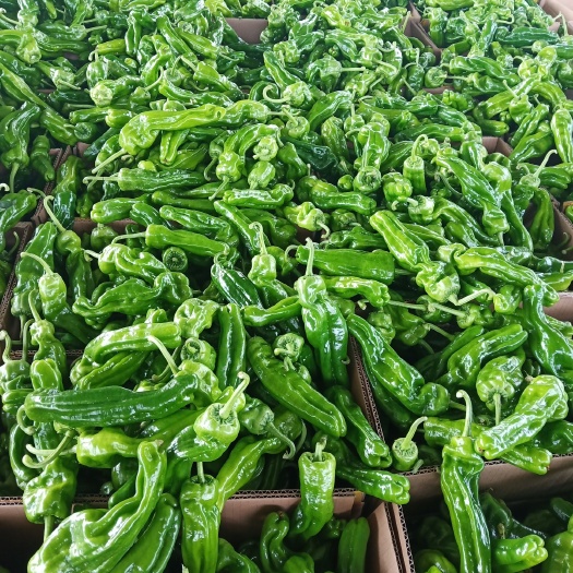 兰陵县芜湖椒 微辣