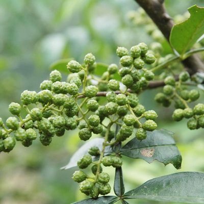 平邑县青花椒苗 青花椒树青颗南方北方盆栽地栽