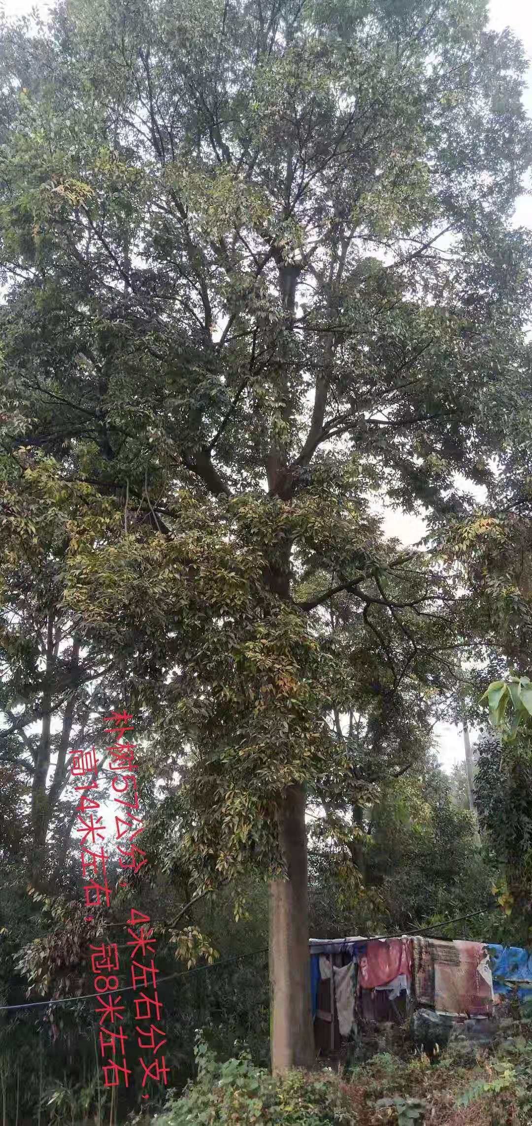  2米直径朴树王  各种规格精品朴树