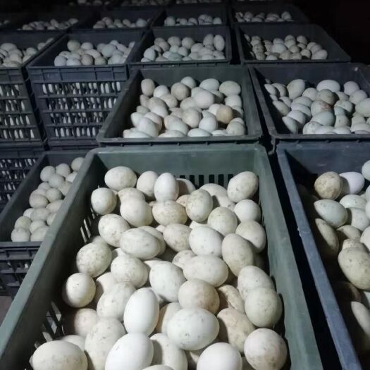 灵璧县金定鸭蛋 食用 散装