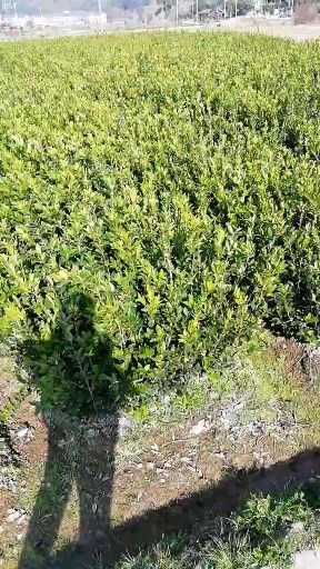 攸县 优质嫁接油茶苗，基地直发，质量好，免费指导栽培技术。