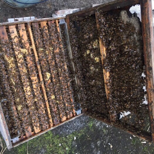 邻水县 纯正蜂蜜  用户说好是王道，品质口碑相传，购五+10再送一