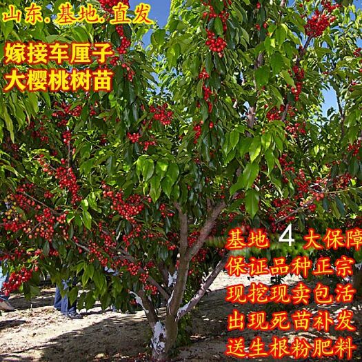 平邑县 樱桃树苗嫁接大红灯樱桃苗果树苗南方北方种植大苗当年结果