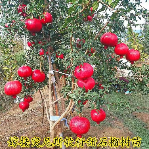 平邑县 石榴苗突尼斯软籽石榴树苗盆栽地栽南方北方种植果树苗当年结果