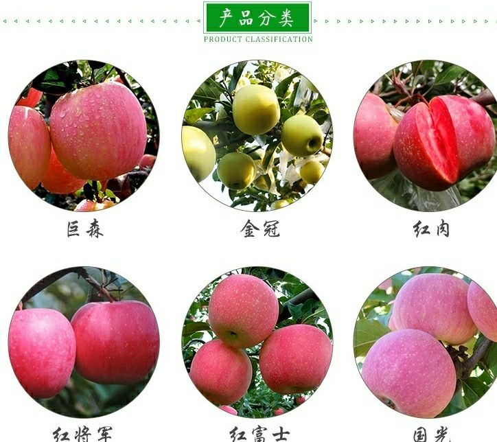  正宗嫁接红富士苹果树苗北方地栽苹果苗庭院果园建设包邮苹果树
