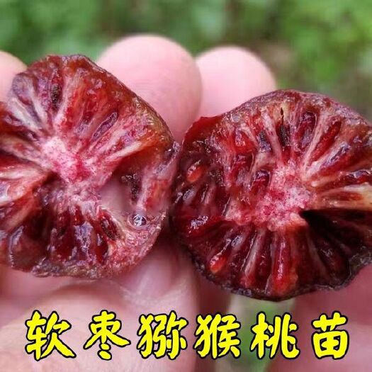 平邑县 软枣猕猴桃红心猕猴桃嫁接猕猴桃盆栽猕猴桃抗冻猕猴桃苗包活包