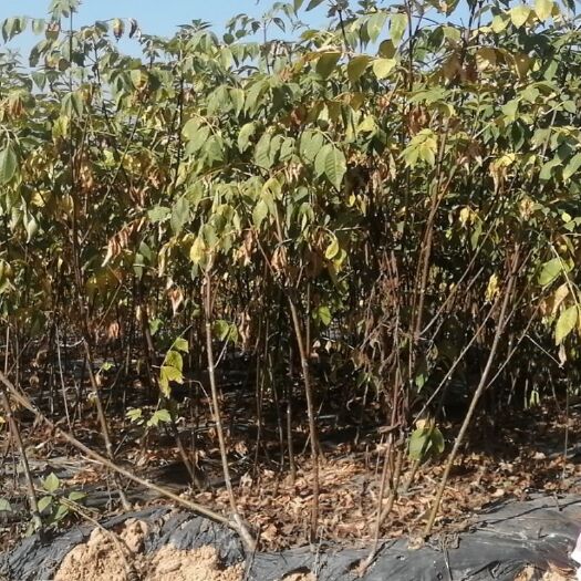 南宁 大量供应江西纯中花吴茱萸苗