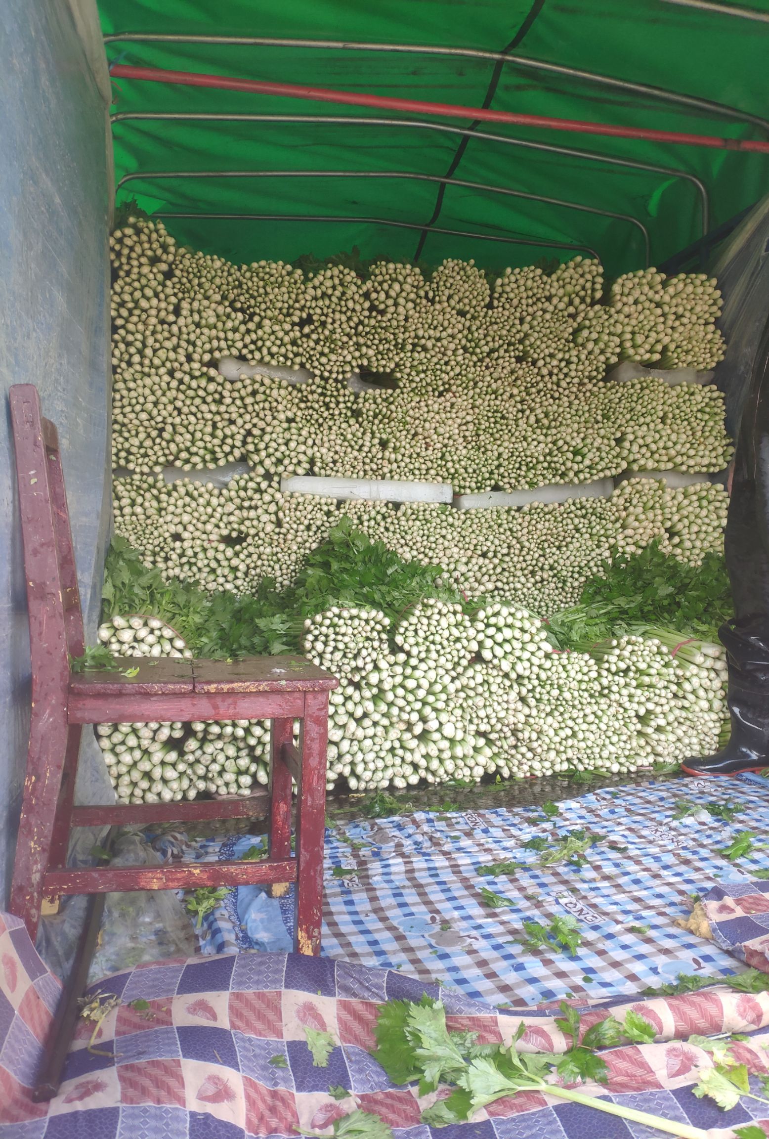 芹菜，西芹，大棚种植，60cm左右，大中小棵都有砀山产地