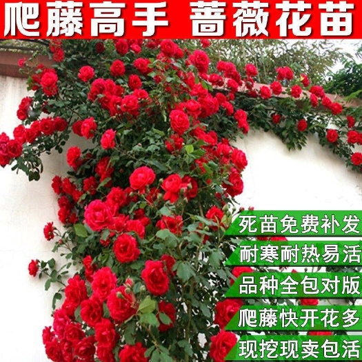 沭阳县 蔷薇花苗爬藤植物花卉大花浓香四季开花阳台庭院盆栽地栽藤本月季