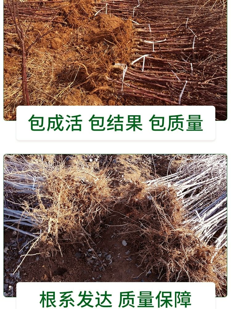  正宗嫁接红富士苹果树苗北方地栽苹果苗庭院果园建设包邮苹果树