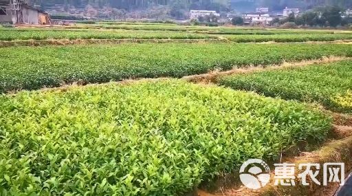 龙井43号茶树苗  龙井43号 茶树苗 福建福安茶苗一级苗