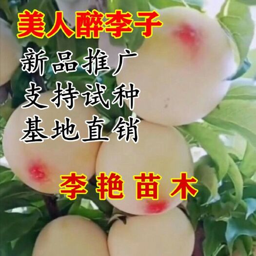 平邑县蜂糖李树苗 美人醉李子苗嫁接自花授粉抗寒耐旱南北方可种包成活死苗免费补