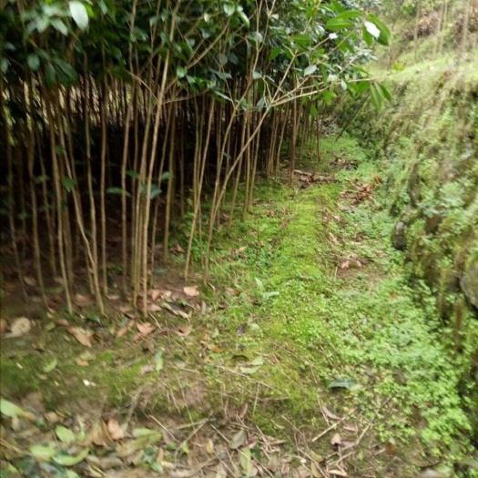 灵川县 常年大量供应高1-2米，树径1-2公分的桂花树