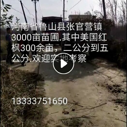 鲁山县美国红枫苗  美国红枫，规格齐全