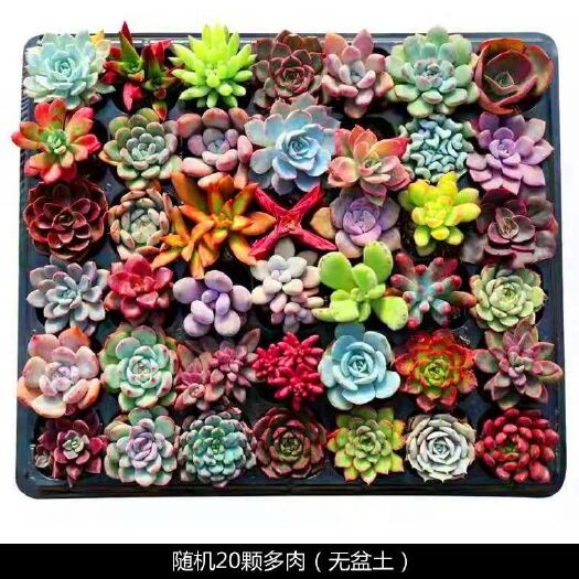 沭阳县 多肉 多肉植物 盆栽组合 桃蛋 玉露 红宝石 吉娃娃 绿植花