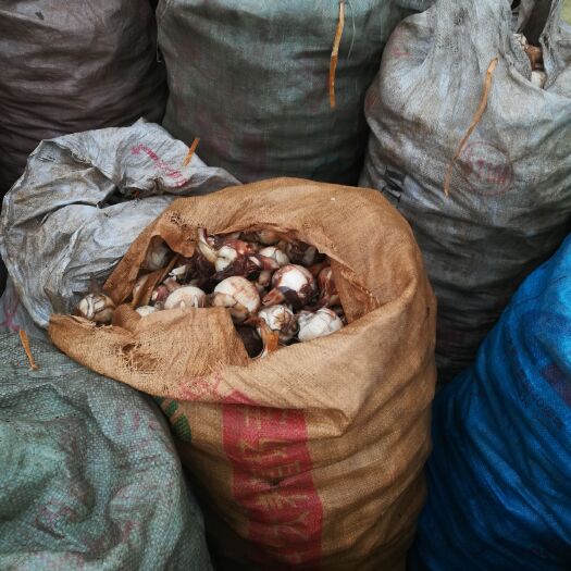 平乐县白肉慈菇 茨菇，产地大量，收货的老板联系我