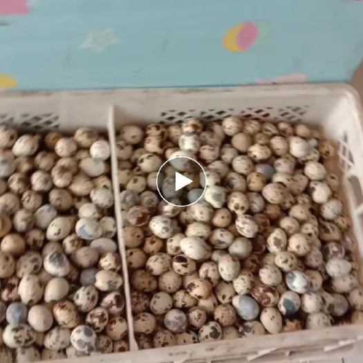 海兴县土鹌鹑蛋 食用 箱装