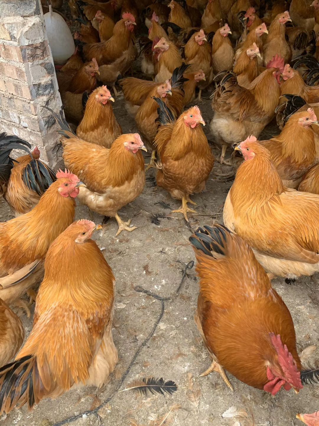  阉鸡！！长期岀售