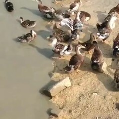 蕲春县 散养麻鸭