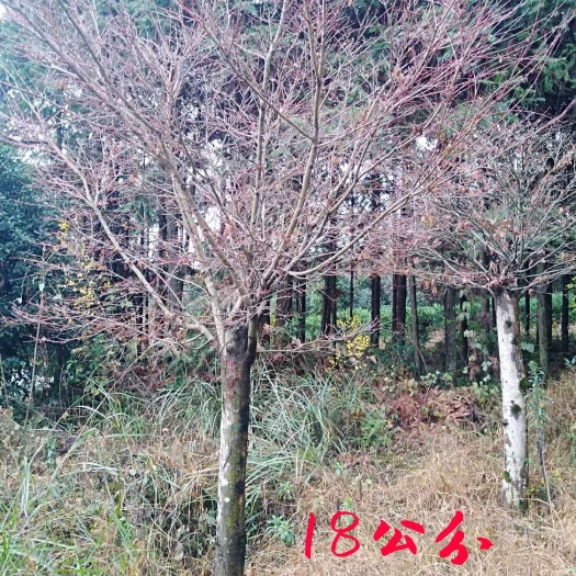 全州县中国红枫 本园林有大量不同规格的红枫，品种造型多样，自家种植，价格优惠