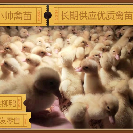 南宁 桂柳鸭苗