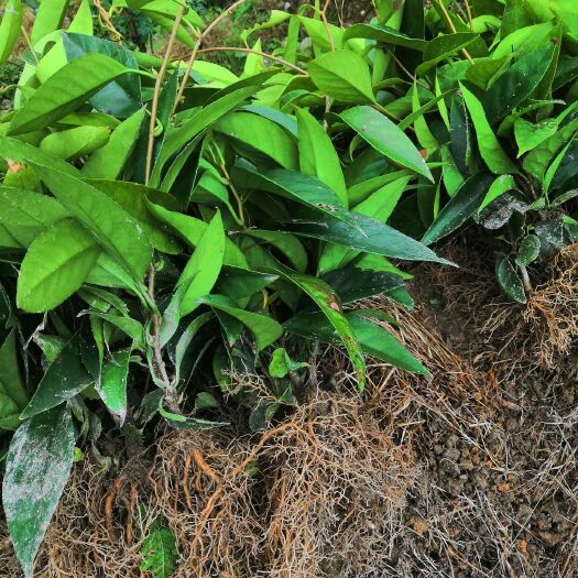 通道县粉红黑老虎苗 一年苗6元一颗