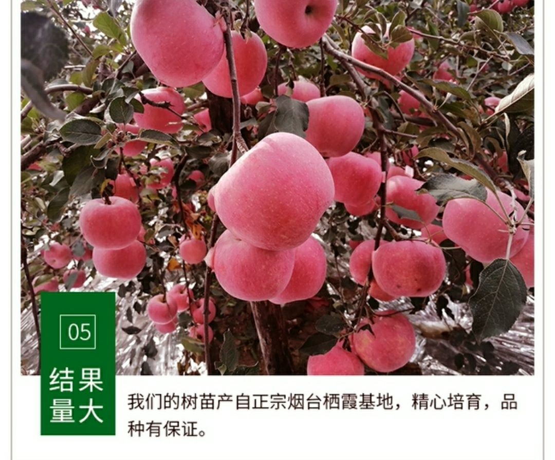  正宗嫁接红富士苹果树苗北方地栽苹果苗庭院果园建设包邮苹果树