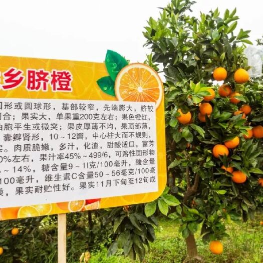安岳县秭归脐橙 自家种植，一件也批发，价格优惠，水份多。