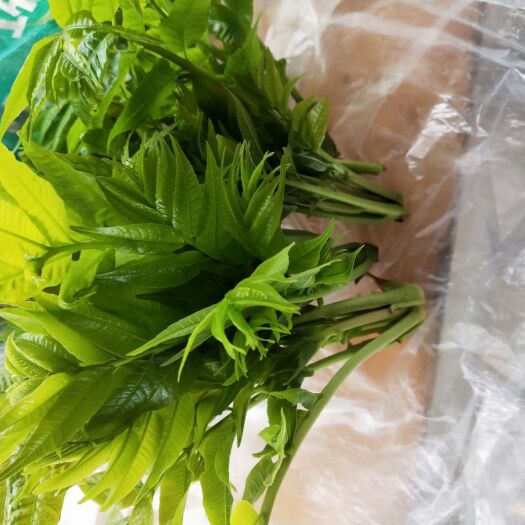涡阳县 大量出售香椿芽