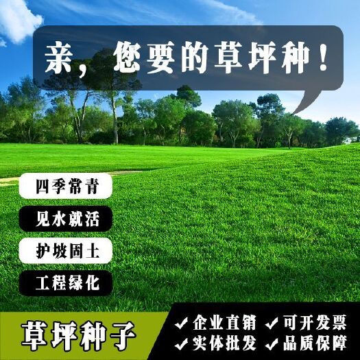 沭阳县 草坪种子草籽四季常青耐寒免修剪绿化草皮黑麦草皮庭院护坡马尼拉