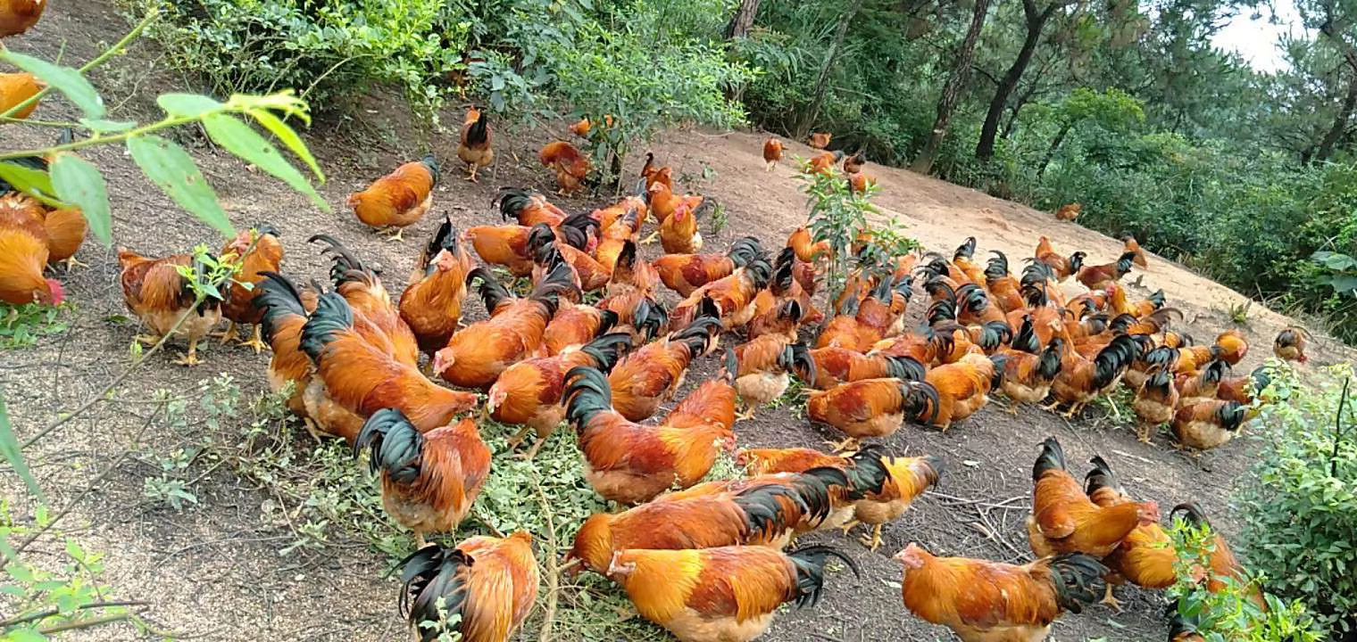  阉鸡！！长期岀售