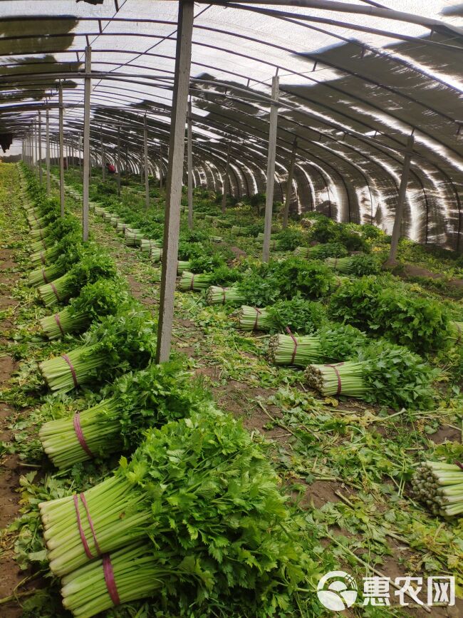 芹菜，西芹，大棚种植，60cm左右，大中小棵都有砀山产地