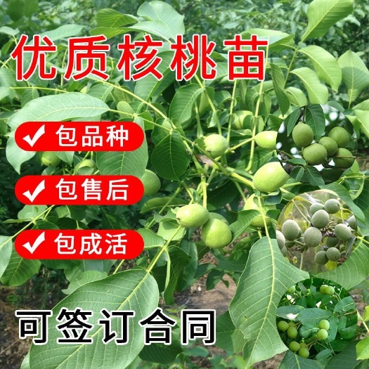平邑县纸皮核桃苗  纸皮核桃树苗，适应性强，抗病毒，产量高，保证品种，保证成活