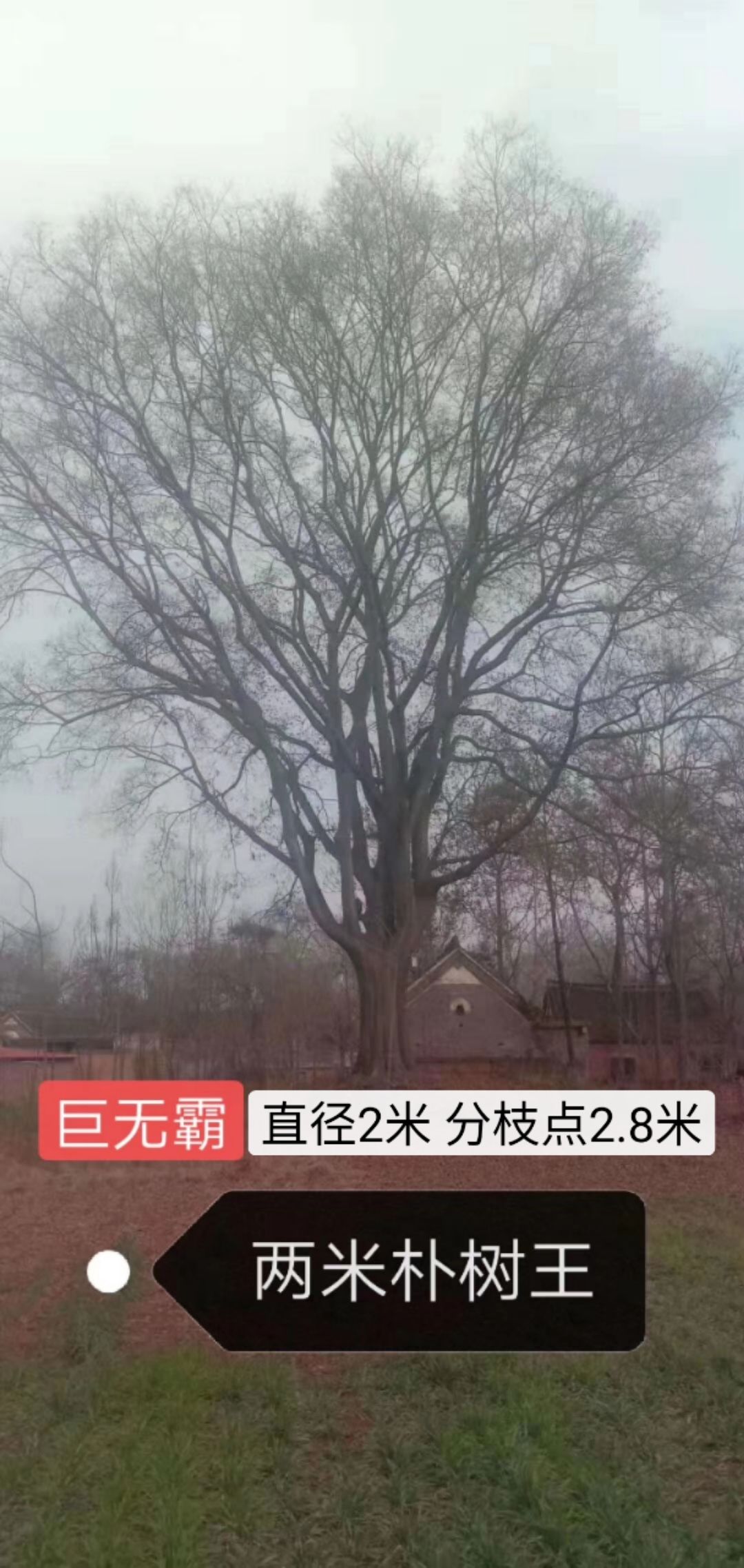  2米直径朴树王  各种规格精品朴树