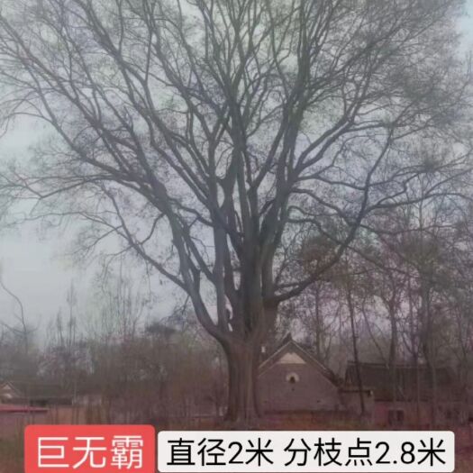 兴义市 2米直径朴树王  各种规格精品朴树