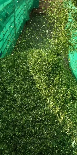 雷州市玉米青贮 玉米秸秆青贮